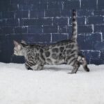 Umbra_Week-12_DSC00357