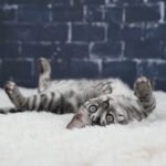 Umbra_Week-12_DSC00458