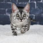 Umbra_Week-12_DSC00497