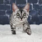 Umbra_Week-12_DSC00498