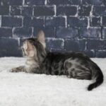 Umbra_Week-8_DSC01235