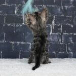 Umbra_Week-8_DSC01260