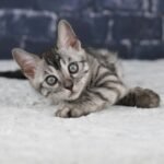 Umbra_Week-8_DSC01265