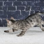 Umbra_Week-8_DSC01275