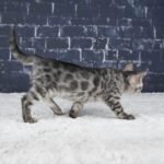 Umbra_Week-8_DSC01357