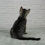 Umbra_Week-9_DSC03355