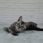 Umbra_Week-9_DSC03416