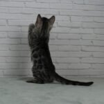 Umbra_Week-9_DSC03900 (2)