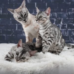 Eclypse_Ecliptic_Syzygy_wk-11_DSC08192