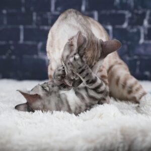 Eclypse_Ecliptic_Week-12_DSC08187