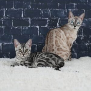 Eclypse_Syzygy_Week-12_DSC09088