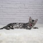 Syzygy_Week-13_DSC00621
