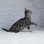 Syzygy_Week-13_DSC00978 (2)