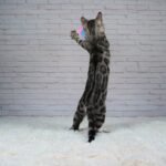 Syzygy_Week-13_DSC01120