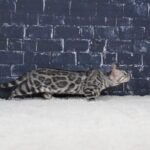 Syzygy_Week-14_DSC02643