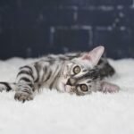 Syzygy_Week-14_DSC02702