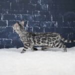 Syzygy_Week-14_DSC02755