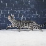 Syzygy_Week-14_DSC02756