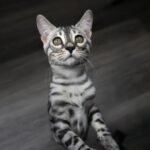 Syzygy_Week-14_DSC02946