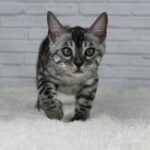Umbra_Week-13_DSC01895