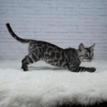 Umbra_Week-13_DSC01898