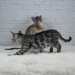 Umbra_Week-13_DSC01963
